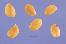   Fruits:nbsp;  Ficus carica ; Photo by S. Hurst, USDA-NRCS Plants Database

